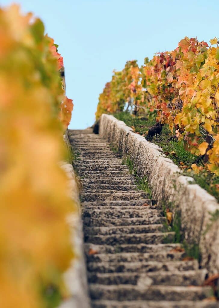 Escalier au milieu des vignobles champenois - Epernay Tourisme