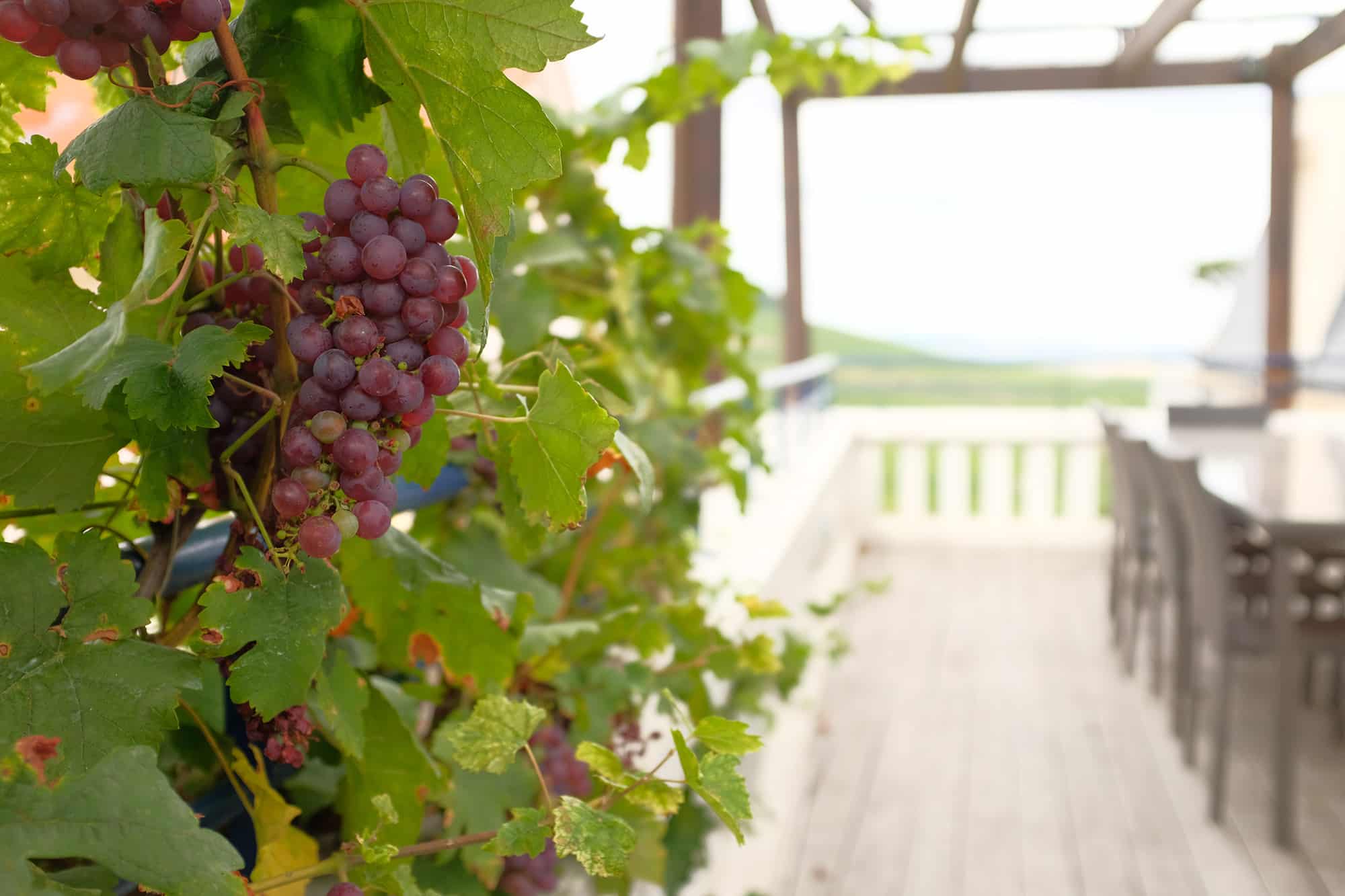 Grappe de raisin Pinot Meunier - Epernay Tourisme