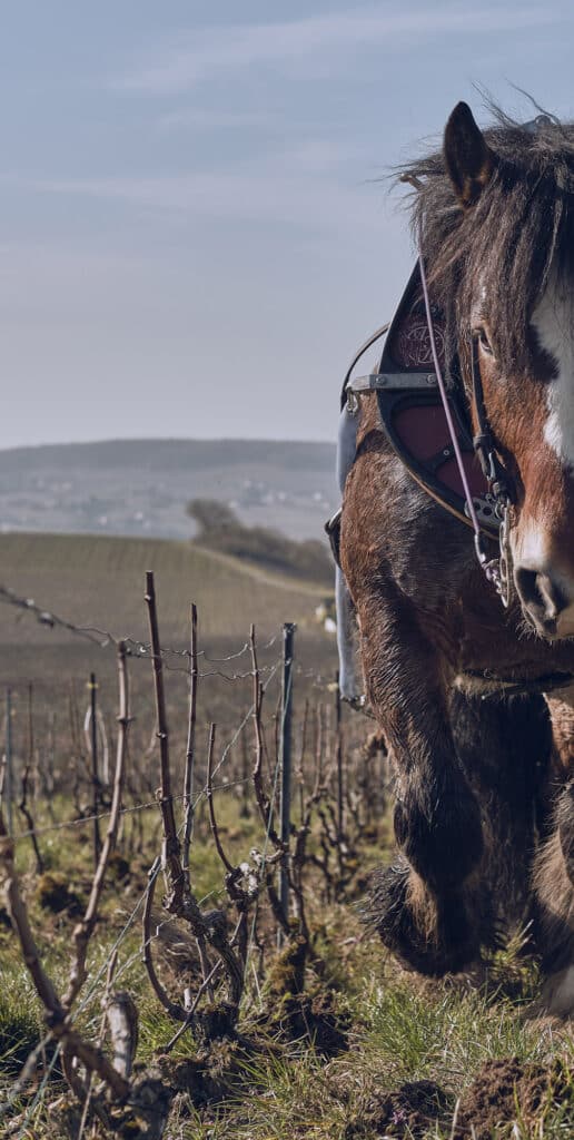 cheval de trait qui laboure les vignes - Epernay Tourisme