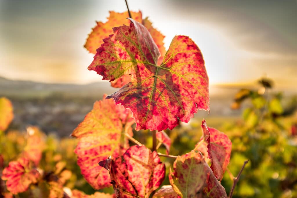 feuille de vigne champenoise en automne - Epernay Tourisme