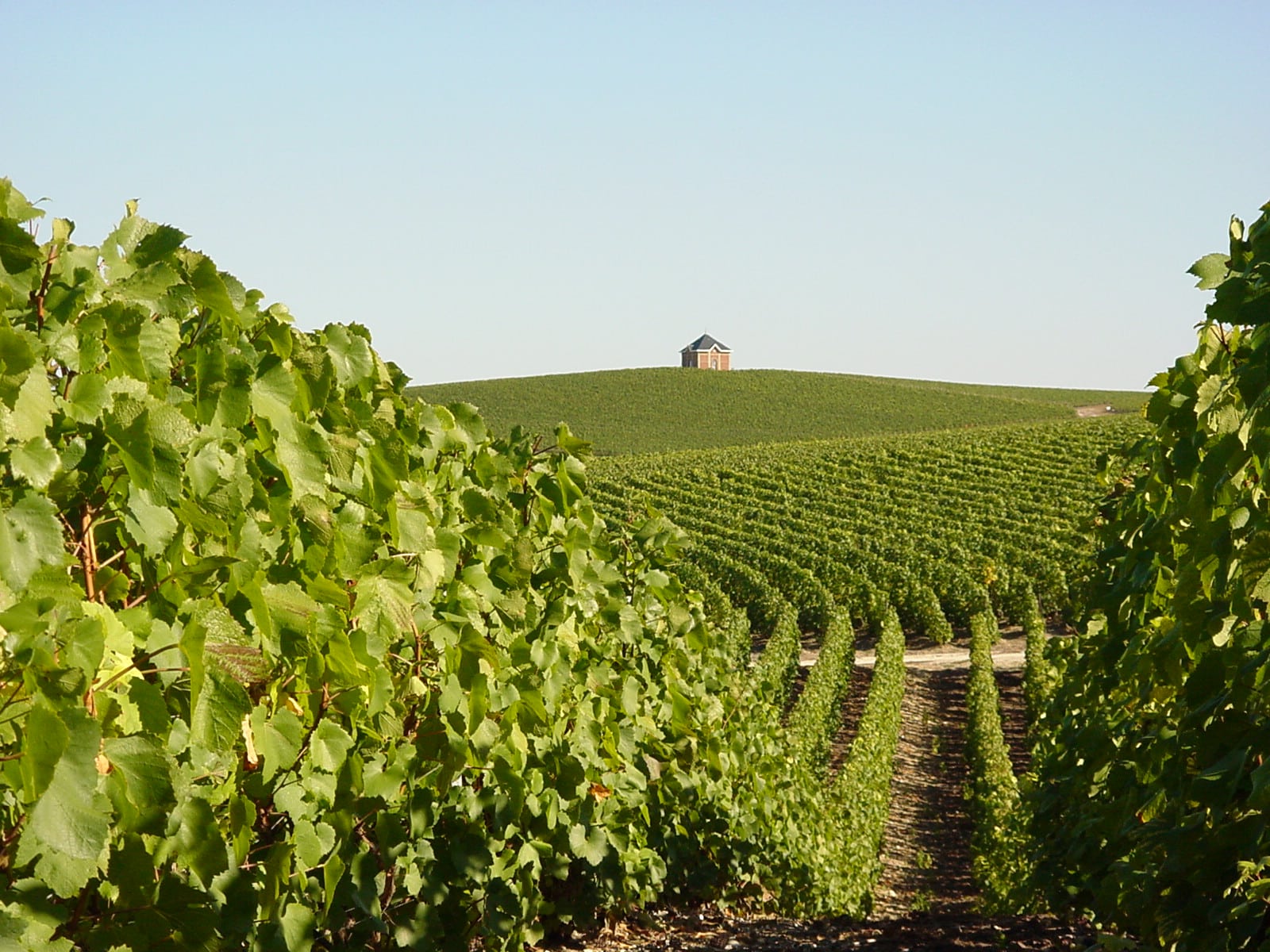 étendue de vignobles - Epernay Tourisme