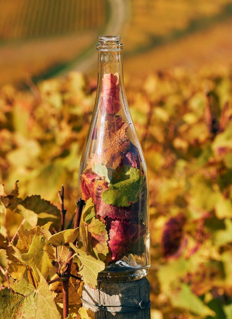 bouteille de champagne dans le vignoble en automne - Epernay Tourisme