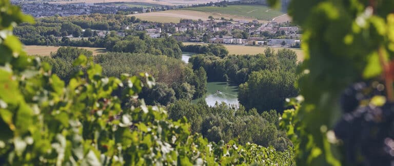 Paysages d'été en Champagne - Epernay Tourisme